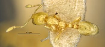 Media type: image;   Entomology 22749 Aspect: habitus dorsal view